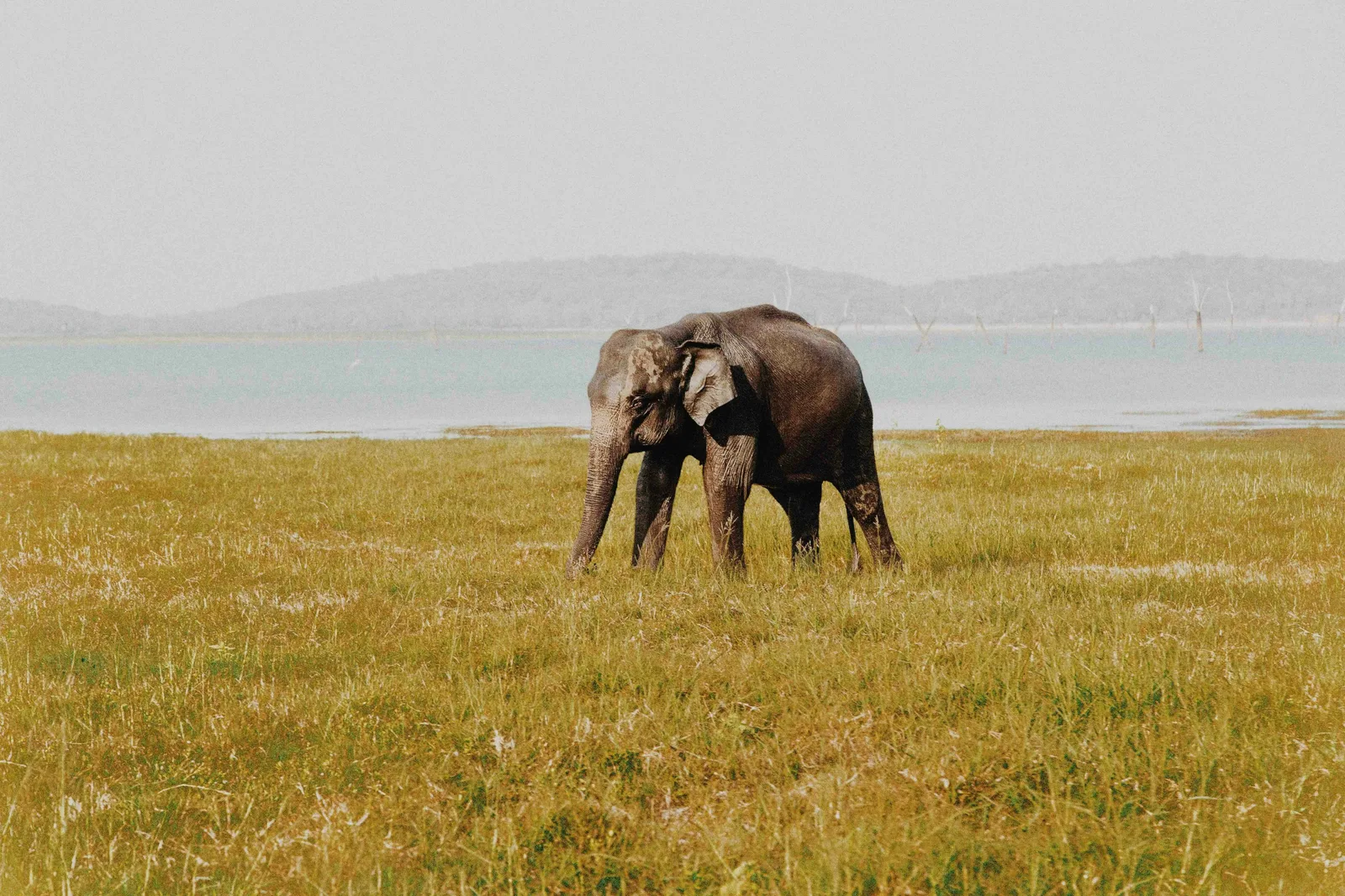 Majestic wild Asian elephant grazing peacefully by the lakeside in Sri Lanka.
