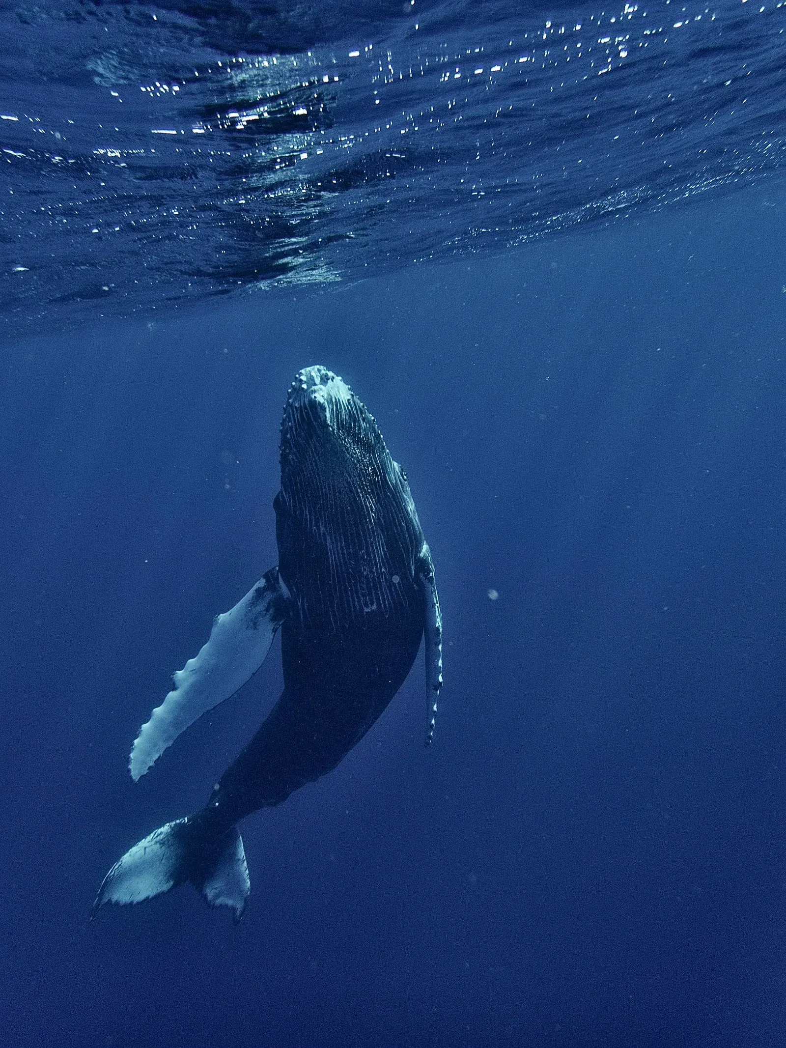 Whale watching catamaran cruise encounter with majestic blue whales in Mirissa, Sri Lanka.